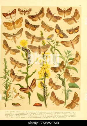 Fr. Berge's Schmetterlingsbuch nach dem gegenwärtigen Stande der Lepidopterologie neu bearb. Und hrsg. Von Professor Dr. H. Rebel (plate 36) Banque D'Images