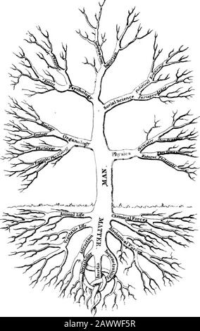 Manuel de la science sociale; étant une condensation des "Principes de la science sociale" de H.CCarey . le tournage. Physiologie végétale; et deuxième, dans celle des êtres animaux. Zoologie, menant à la biologie, orscience de la vie. Suivant la tige dans l'ordre naturel du rang et le développement suc-cessif il est vu ensuite donner de la science sociale, qui se divise en jurisprudence et d'Econ-omy politique, alors que du côté correspondant la branche principale, Psy-chology, se ramifie en éthique et théologie, Le treefinally compléter avec Intrieation comme branche de matériel et inspiration comme vit Banque D'Images