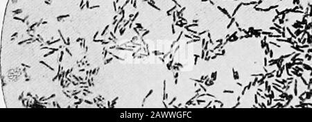 Les fondamentaux de la bactériologie ; être une introduction concise et systématique à l'étude des bactéries et des microörganismes alliés . ^^ -V^€i Banque D'Images