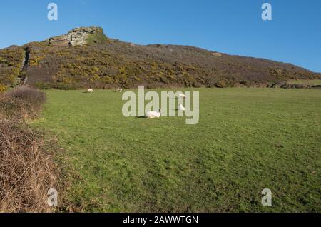 Pacage de moutons dans un champ lors d'une journée d'hiver ensoleillée sur le sentier de la côte sud-ouest Entre Boscheau et Tintagel dans les Cornouailles rurales, Angleterre, Royaume-Uni Banque D'Images