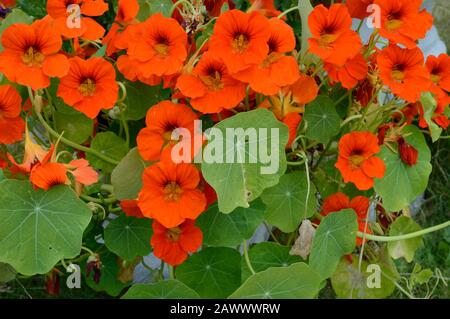 Nasturtium ou Tropaelium. Masse de fleurs orange. Banque D'Images