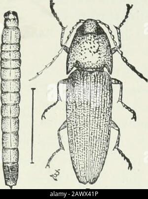 Entomologie économique pour les agriculteurs et les producteurs de fruits : et à utiliser comme livre de texte dans les écoles et les collèges agricoles . XL i Fig. 165, l'Elater aux yeux, Alaus oculatus. Fig. 166, vis sans fin à bois à alésage métallique, du côté-Fig. 167, a, larva; b, scarabée adulte. Les aliments pour bois en décomposition, l'autre sous-sol sur les racines des plantes ; de ces premières peuvent être laissés hors considération alto-gither, bien qu'il puisse être trouvé l'espèce d'Alaus, plus grande et plus importante formes. L'histoire de l'espèce subTerra-nean est en général la suivante : Les coléoptères semblent au début du printemps, et peuvent être remarques Banque D'Images