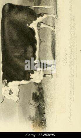 Le magazine Farmer . HE Food I a cessé de gmng son ^^^^^^^^^^^JJ^^^^ l,ad autant de bien (environ une demi-pinte) de la nourriture avec un pic d'humidité ^^/^^f * Xled la sa^^^^^^^^^^^^^^ et du beurre; et du foin qu'elle mange. Sur ce régime alimentaire, en moins tl^^?,^^^^^^, J „non les aliments Thorlevs, je l’ai arrêté, et je pourrais être sûr que cet excellent résultat dépendait des Thorley s |ooa, ^ ^^^^^^ ^ retourner à son ancien régime alimentaire, Et elle est vite redescende au gallon »» ^ ^ ^^ ° ^ H^^^^ de^^nilk par quinzaine, je agai,. Je m'étais dit à la Thorleys Food, et dans un iew ^aj elle ^c.ea ed to^t^^^ V ^^^^^^^^ jour. E Banque D'Images