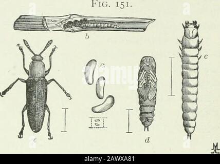 Entomologie économique pour les agriculteurs et les producteurs de fruits : et à utiliser comme livre de texte dans les écoles et les collèges agricoles . Epilachnr corrupla.—/), adulte;/?, pupa; C, larve; D, lésion onbean. 176 UNE ENTOMOLOGIE ÉCONOMIQUE. Noir, wlile le thorax est généralement plus ou moins rouge ou jaune. Notre espèce commune d'alimentation en trèfle est L. viozardi. C'est la rarélyque toute espèce devient assez abondante pour faire notoire dedans-. Languria mozardi.—a, oeuf; b, larve dans la tige de trèfle; c, larva; rf, pupa; e, adulte. Jury; mais dans le trèfle, si une zone suffisamment grande infestée se produit, promègne la coupe ou se retournant sous le sod Banque D'Images