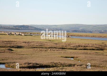 Pacage de moutons Marshland Sand Gate près du village de Floguborough la rive de la baie de Morecambe un jour d'hiver les lacs du Sud Cumbria Angleterre Banque D'Images