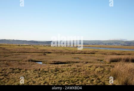 Pacage de moutons Marshland Sand Gate près du village de Floguborough la rive de la baie de Morecambe un jour d'hiver les lacs du Sud Cumbria Angleterre Banque D'Images