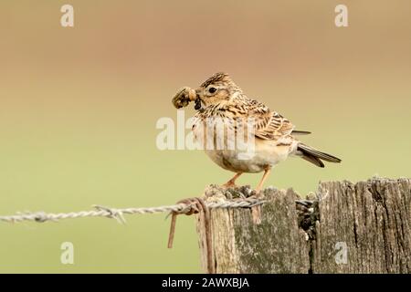 eurasien skylark (Alauda arvensis) adulte avec de la nourriture pour chick dans son bec, perché sur le poteau de clôture, Melbourne, Victoira, Queensland Banque D'Images