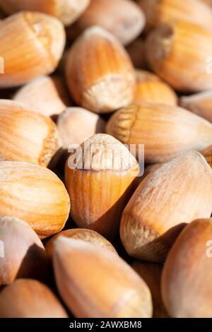 Noisettes ou Filberts récoltés ou noix de Cobnut - Corylus avellana récoltés pour la production alimentaire. Banque D'Images