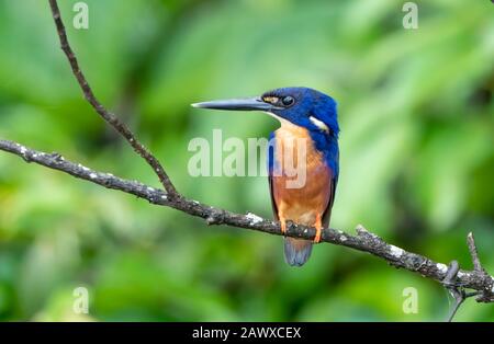 Azure kingfisher (Ceyx azueus) adulte perché sur la rivière à pendre, Daintree, Queensland, Australie Banque D'Images