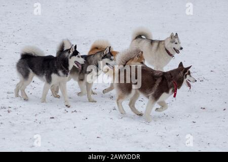 Quatre husky siberiens et akita inu sont en train de courir sur une neige blanche dans le parc d'hiver. Animaux de compagnie. Chien de race. Banque D'Images