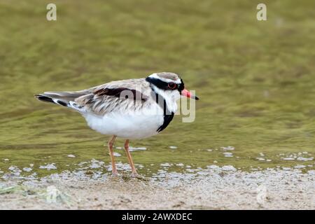 Dotterel à la façade noire (Elseyornis melanops) adulte debout sur la boue à côté de l'eau, Queensland, Australie Banque D'Images