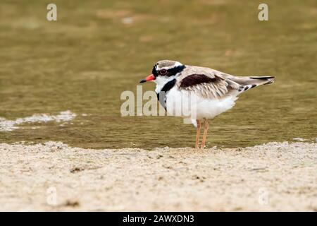 Dotterel (Elseyornis melanops) adulte debout sur la boue près de l'eau, Queensland, Australie Banque D'Images