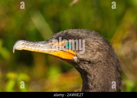 Gros plan sur la tête d'un cormorant à double succés, Floride, États-Unis Banque D'Images