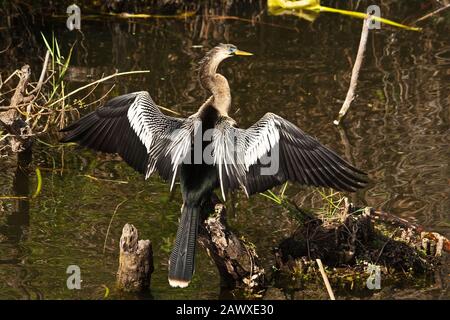 Un Anhinga séchage des plumes dans le soleil Banque D'Images