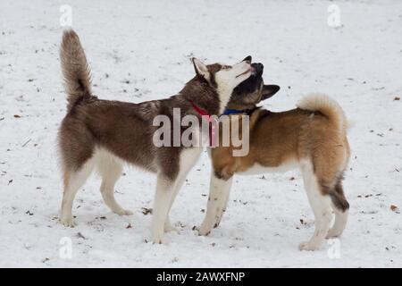 Cute puppy Akita américain et chiot Husky Sibérien jouent dans le parc d'hiver. Animaux de compagnie. Chien de race pure. Banque D'Images