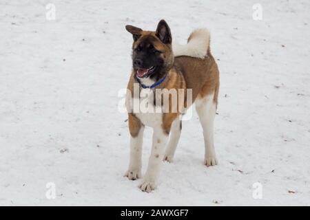 Le chiot akita américain mignon se tient sur une neige blanche dans le parc d'hiver. Animaux de compagnie. Chien de race. Banque D'Images