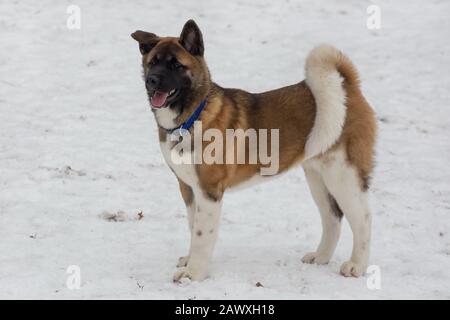 Le chiot américain akita est debout sur une neige blanche dans le parc d'hiver. Animaux de compagnie. Chien de race. Banque D'Images