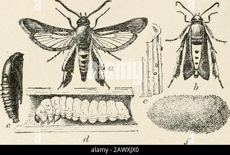 Agriculture réussie : une référence prête à toutes les phases de l'agriculture pour les agriculteurs des États-Unis et du Canada . Courge Vine buer(Melittia satyriniformis).1 A—Moth mâle. B—Moth femelle avec ailes repliées en position innaturelle au repos. C—Œufs sur la tige de courge. D—une larve entièrement cultivée—in situ en vigne.E—Pupa. F—cellule Pupale. Tous les f sont plus grands que la taille naturelle. Banque D'Images