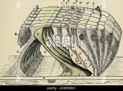 Un livre de texte sur la physiologie, pour les étudiants en médecine et les médecins . —poils courts, raides. Les cellules de cheveux sont disposées en quatre à six rangées, une • le moel les détails complets de la structure de l'oreille seront trouvés dans le grand travail d'Etetzius, Das GehOrorgan der Wirbelthiere, vol ii, 1884,Stockholm. L'OREILLE EN TANT QU'ORGANE POUR LES SENSATIONS SONORES. 383 rangées sur le côté intérieur des tiges intérieures de Corti et trois à cinq, selon la partie de la cochlée examinée, sur le côté extérieur des tiges de Corti. Leur nombre total a été estimé différemment par différents observateurs, mais en acceptant le chiffre le plus bas Banque D'Images