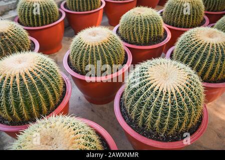 Maison jardinage et décoration environnements intérieurs de serre jardins secrets installations cactus pot plantes ornementales jardinage et verdure - Banque D'Images