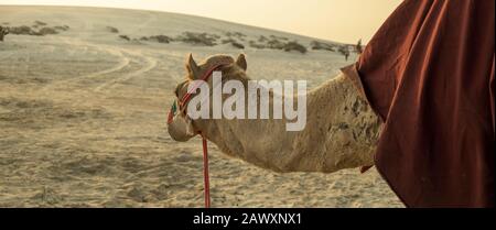 Vue panoramique sur Desert Safari Camel Ride, un site touristique pour les activités dans le désert, à Al Wakrah, au Qatar. Banque D'Images