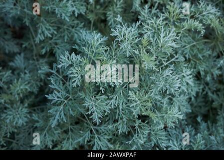 Feuilles vertes bleues de la plante Artemisia arborescens Banque D'Images