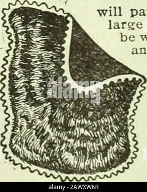 L'agriculteur de l'Ohio . Mathématiques De Sciage Pliante. CO., 15S E. Harrison St., Chicago, III IOO Ecrire pour les prix. P. E. TWINING, R. 1, OBF.RL1 N, OHIO WH. Plymouth Rocks^k^1?8/, 5,00 $. A. H. ICESSI.FCR, Ludlow Falls. Ohio. MP Turkeys élevés de hiitli Scoring? °* également B. 1*. KCK.S.(.B. l.FL.&lt;t Klue Insian dels. Oiseaux,Amln- I.OWKEN. CI. 1. SONOR»,i), Single Comb White Leghorn Ckls. Maintenant prêt, li. F. R A gauche.F.H KR, .Mt. I 1 ead, Ohio. I nnd White Rock*. Huff Orpington cocker., 2 $. Bon, grand oiseau vigoureux?. Écrivez-nous*.THKO. BLESSER DES FILS. Melrose. Ohio. Mm SONT TROP DE VENTE de VALUABLETO. Votre cheval et votre vache masque le wi Banque D'Images