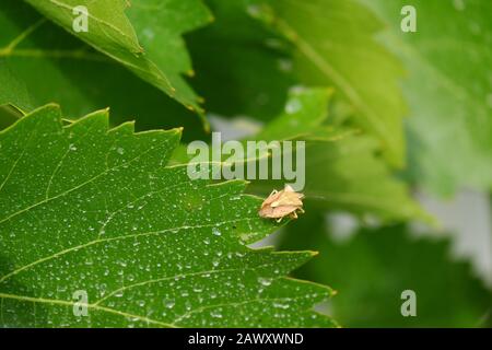 Picromerus bidens Banque D'Images
