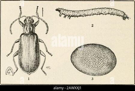 Agriculture réussie : une référence prête à toutes les phases de l'agriculture pour les agriculteurs des États-Unis et du Canada . Western C:&gt;iin Root Worm (Dicibrolica longicornis).1 Cult, ou coléoptère; n, griffe de jambe arrière; beaucoup agrandi. 2—Larve, ou ver, beaucoup agrandie. 3—oeuf, très grossie. Banque D'Images