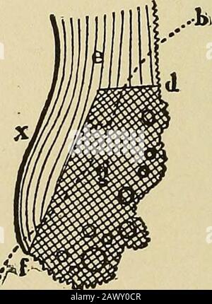 Traité sur gynæcology : médical et chirurgical . Banque D'Images