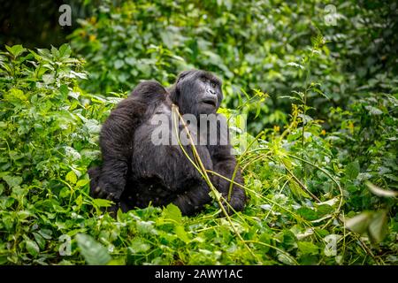 Katwe Group montagne gorilla (Gorilla beringei beringei) assis dans un feuillage dense dans la forêt Impénétrable de Bwindi, dans le sud-ouest de l'Ouganda Banque D'Images