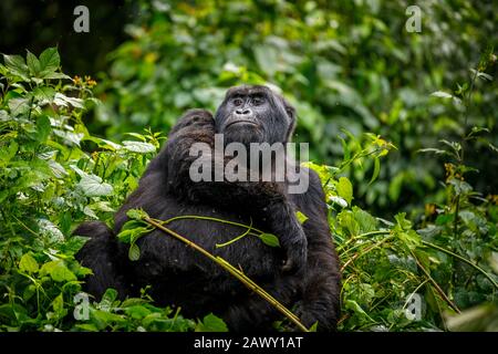 Katwe Group montagne gorilla (Gorilla beringei beringei) assis dans un feuillage dense dans la forêt Impénétrable de Bwindi, dans le sud-ouest de l'Ouganda Banque D'Images