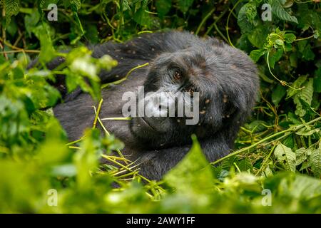 Katwe Group montagne gorilla (Gorilla beringei beringei) dans la forêt Impénétrable de Bwindi, parc national Impénétrable de Bwindi, sud-ouest de l'Ouganda Banque D'Images