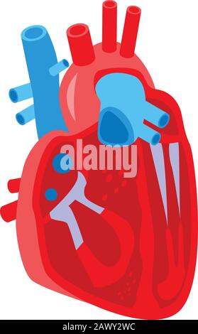 Icône en forme de coeur humain de section, style isométrique Illustration de Vecteur