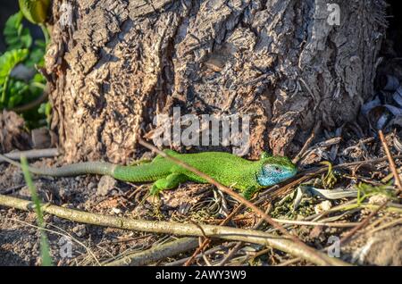 Vert et bleu gecko lézard méditerranéen repéré sur une terre brune près du tronc de l'arbre Banque D'Images