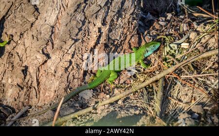 Vert et bleu gecko lézard méditerranéen repéré sur une terre brune près du tronc de l'arbre Banque D'Images