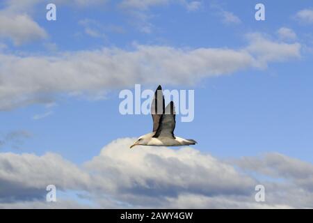 L'albatros de Buller à kaikoura Banque D'Images