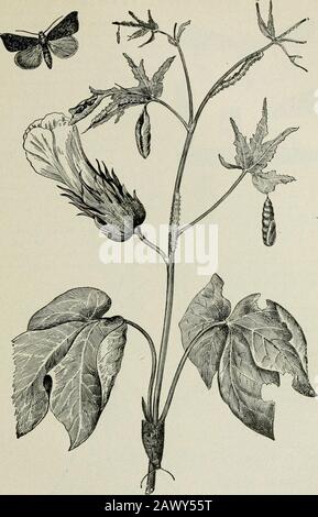 Agriculture réussie : une référence prête à toutes les phases de l'agriculture pour les agriculteurs des États-Unis et du Canada . 1 2 3 buteur de racines de Clover (Hylastinus obscurus).1 1 — coléoptère Adulte, taille naturelle à droite. 2—Larve ou grub, beaucoup agrandi.3—Montrant le travail du borer. I Bur. Ent. Cir  LW AT  . 119.. Worm de coton (Alabama argillacea).1Stages et travaux. Bur. Ent. 153 (973) &lt;)74 AGRICULTURE RÉUSSIE Banque D'Images