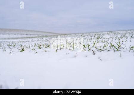 Champ de blé couverte de neige en hiver. Le blé d'hiver. L'herbe verte pelouse, sous la neige. La récolte dans le froid. Les récoltes du grain croissant pour le pain Banque D'Images