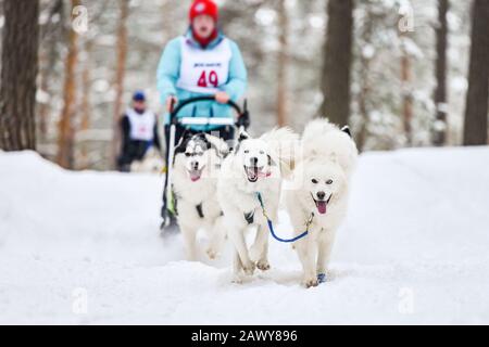 Courses de chiens de traîneau à chiens samoyés. Concours d'hiver musqué. Les chiens de traîneau samoyés dans le harnais tirent un traîneau avec le conducteur de chien. Banque D'Images