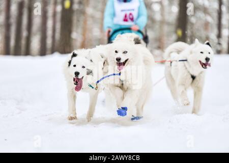 Courses de chiens de traîneau à chiens samoyés. Concours d'hiver musqué. Les chiens de traîneau samoyés dans le harnais tirent un traîneau avec le conducteur de chien. Banque D'Images