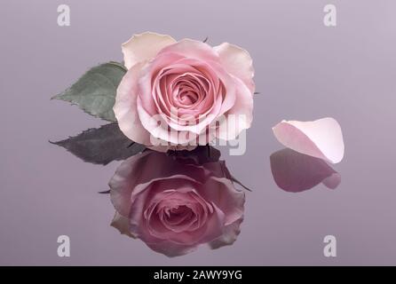 Rose rose simple avec réflexion Banque D'Images