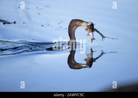 Cormoran (Phalacrocorax carbo) attrapant et avalant des chouettes d'Europe (Squalius cephalus) ou des rameaux (Rutilus rutilus) Banque D'Images