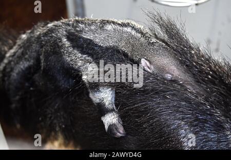 Zlin, République Tchèque. 7 février 2020. Le 7 février 2020, un grand anteater (Myrmecophaga tridactyla) mâle est vu dans le zoo de Zlin, en République tchèque. Crédit: Dalibor Gluck/Ctk Photo/Alay Live News Banque D'Images