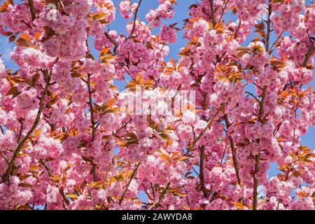 Cerisier rose en gros au printemps Banque D'Images
