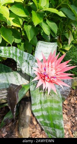 Une photo de gros plan pittoresque de la fleur rose tropique aechmea fasciata dans un habitat naturel pour les magazines, les calendriers, les fonds d'écran. Design paysage avec Banque D'Images