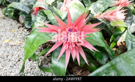 Fleur d'aechemea acmea rose exotique dans un jardin botanique tropical design paysage. Gros plan photo d'Aechemea fasciata ACMEA pour fonds d'écran, magazine Banque D'Images