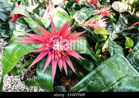 Photo de paysage de la fleur exotique tropicale d'Aechemea fasciata ACMEA dans l'habitat naturel. Aechemea dans la conception de paysage. Gros plan photo d'Aechemea fasc Banque D'Images