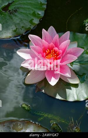 Nénuphar rose. Banque D'Images