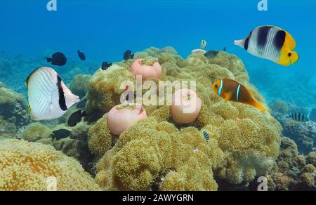 Océan Pacifique vie marine tropicale colorée sous l'eau, poissons avec anémones de mer, Polynésie française, Océanie Banque D'Images